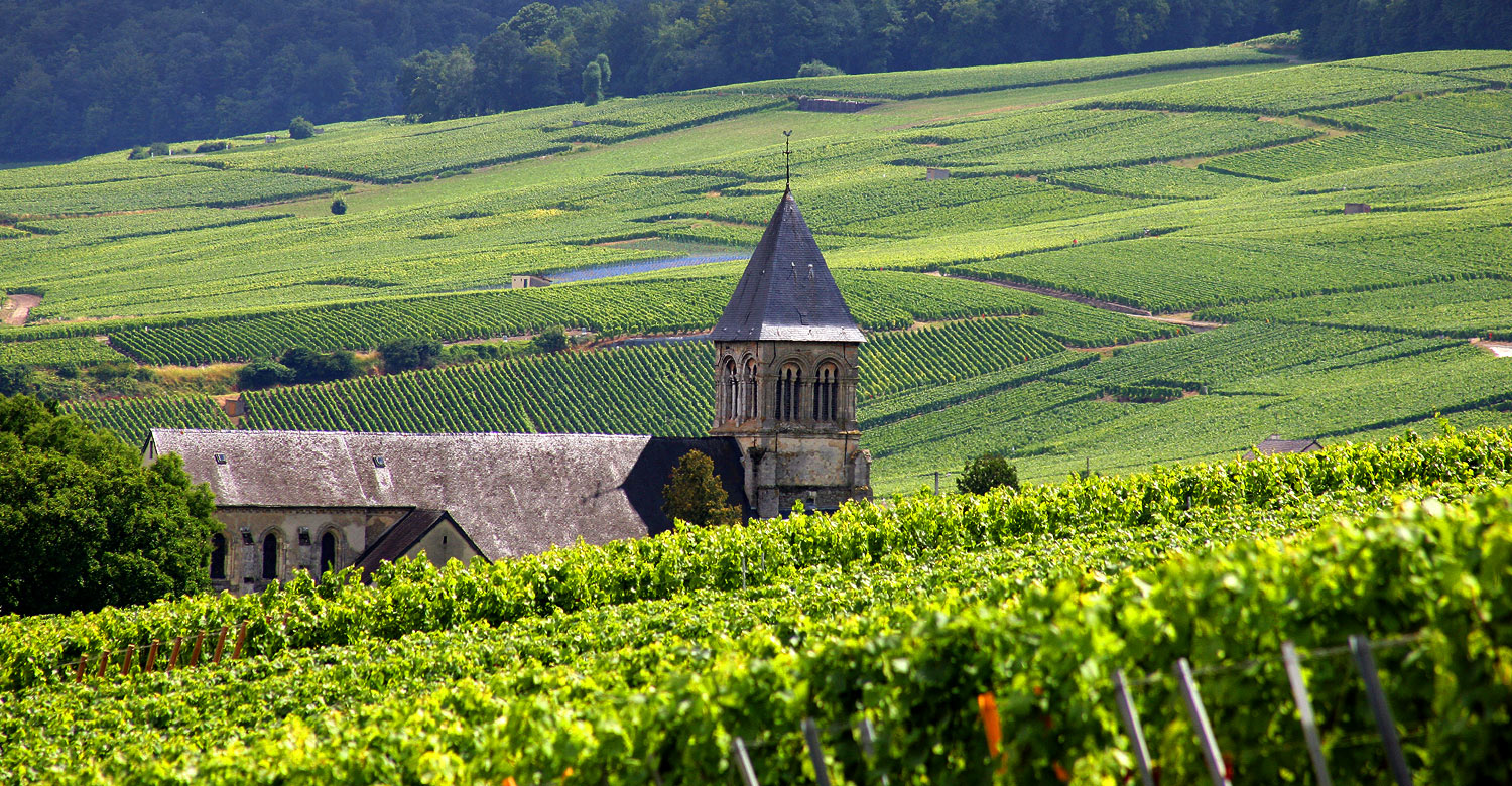 Champagne vineyards