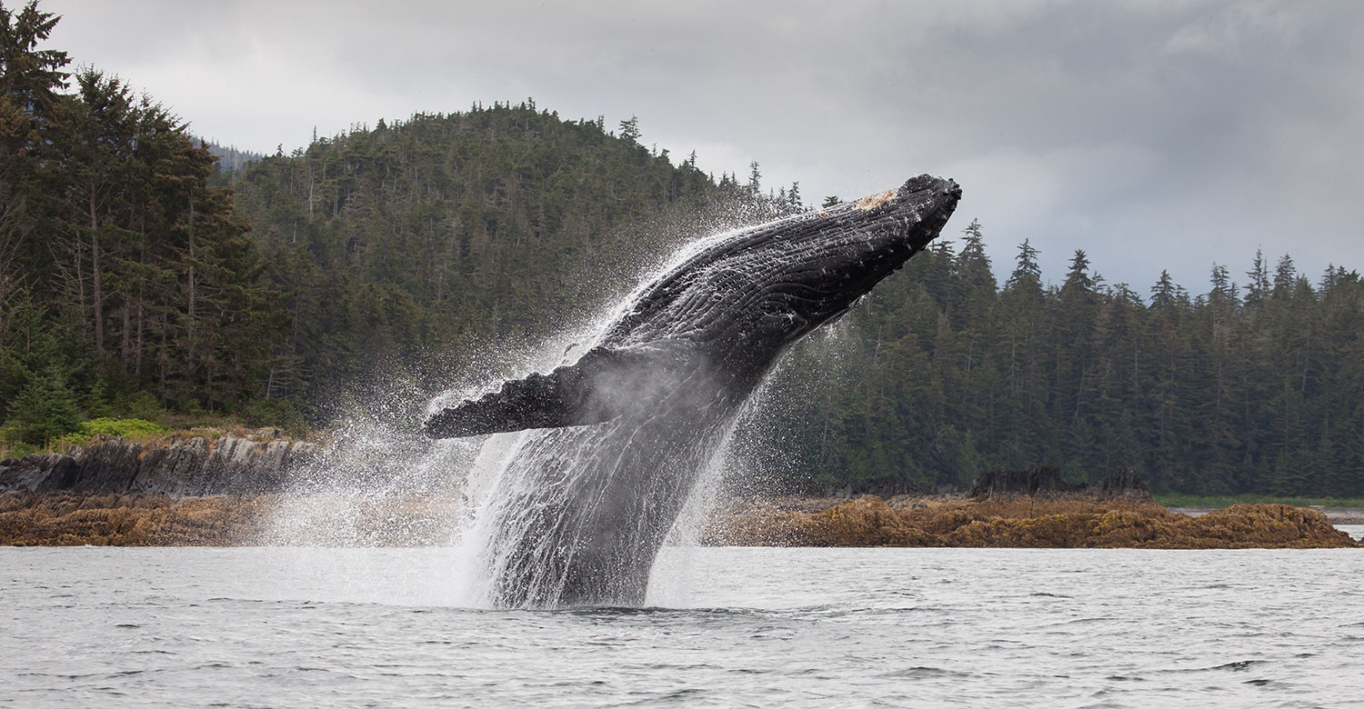 Humpback Whale | Credit: UnCruise