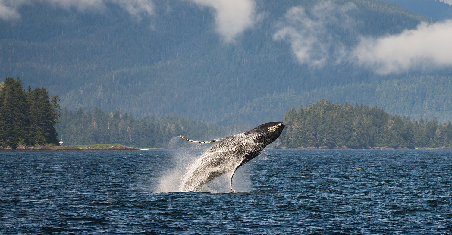 Humpback Whale | Credit: UnCruise