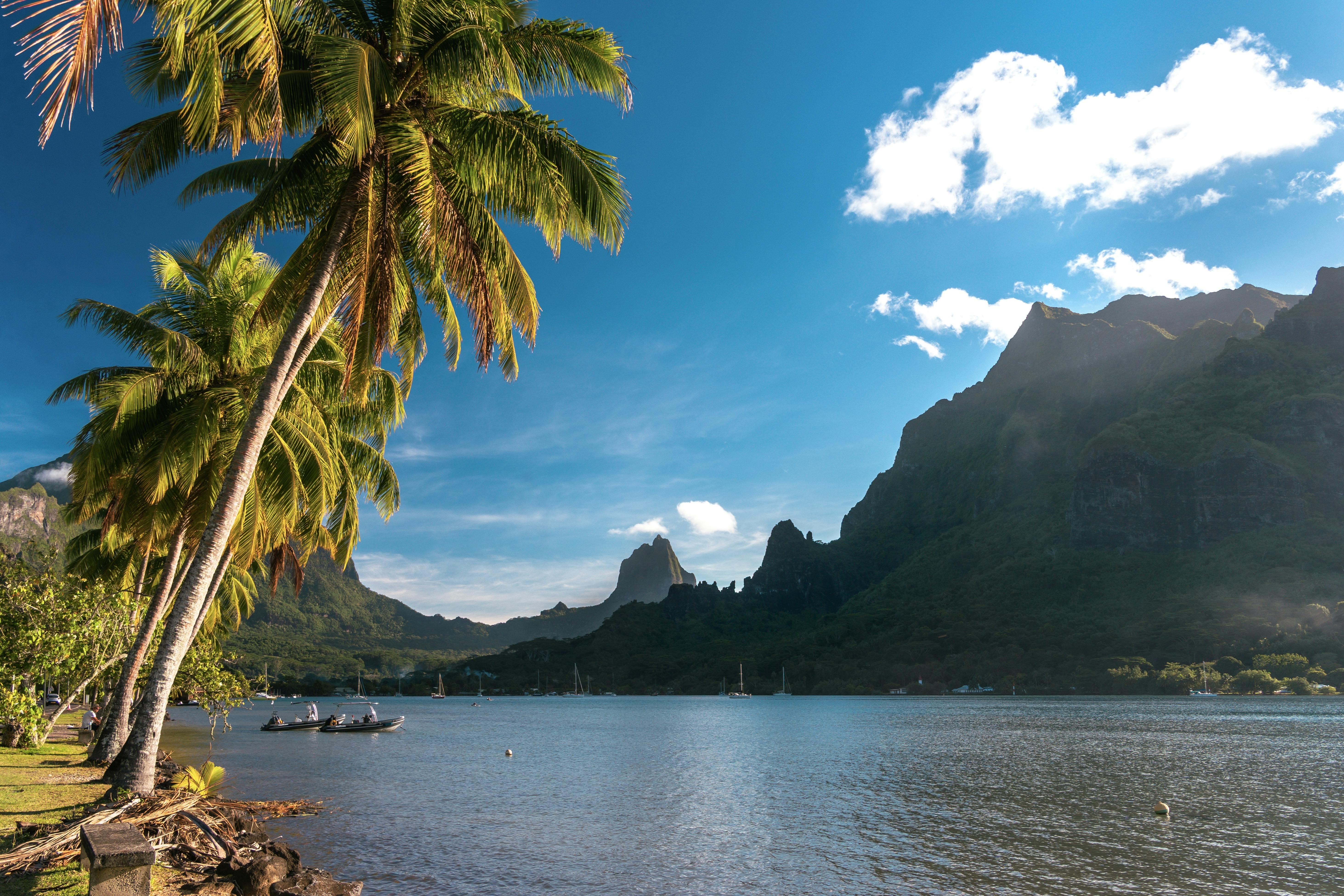 A stunning view of Moorea’s lagoon with palm trees and emerald mountains