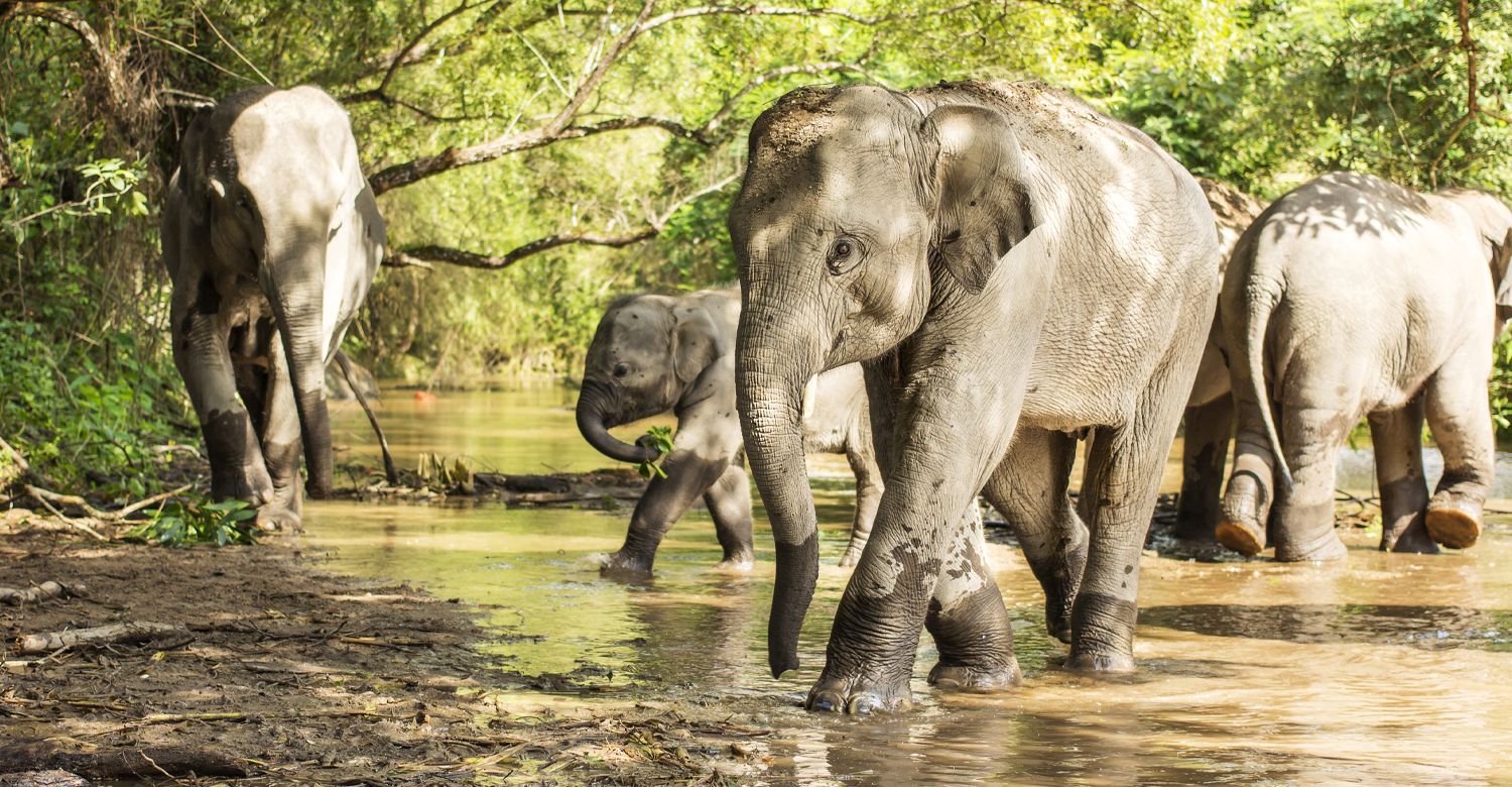 Thai Elephant Care Centre