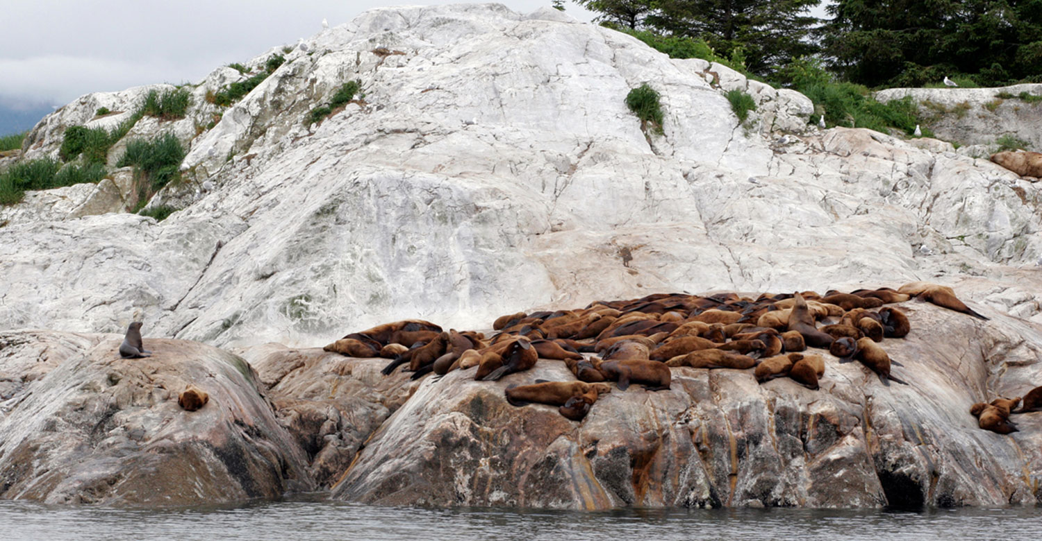 Sea Lions | Credit: State of Alaska / Brian Adams