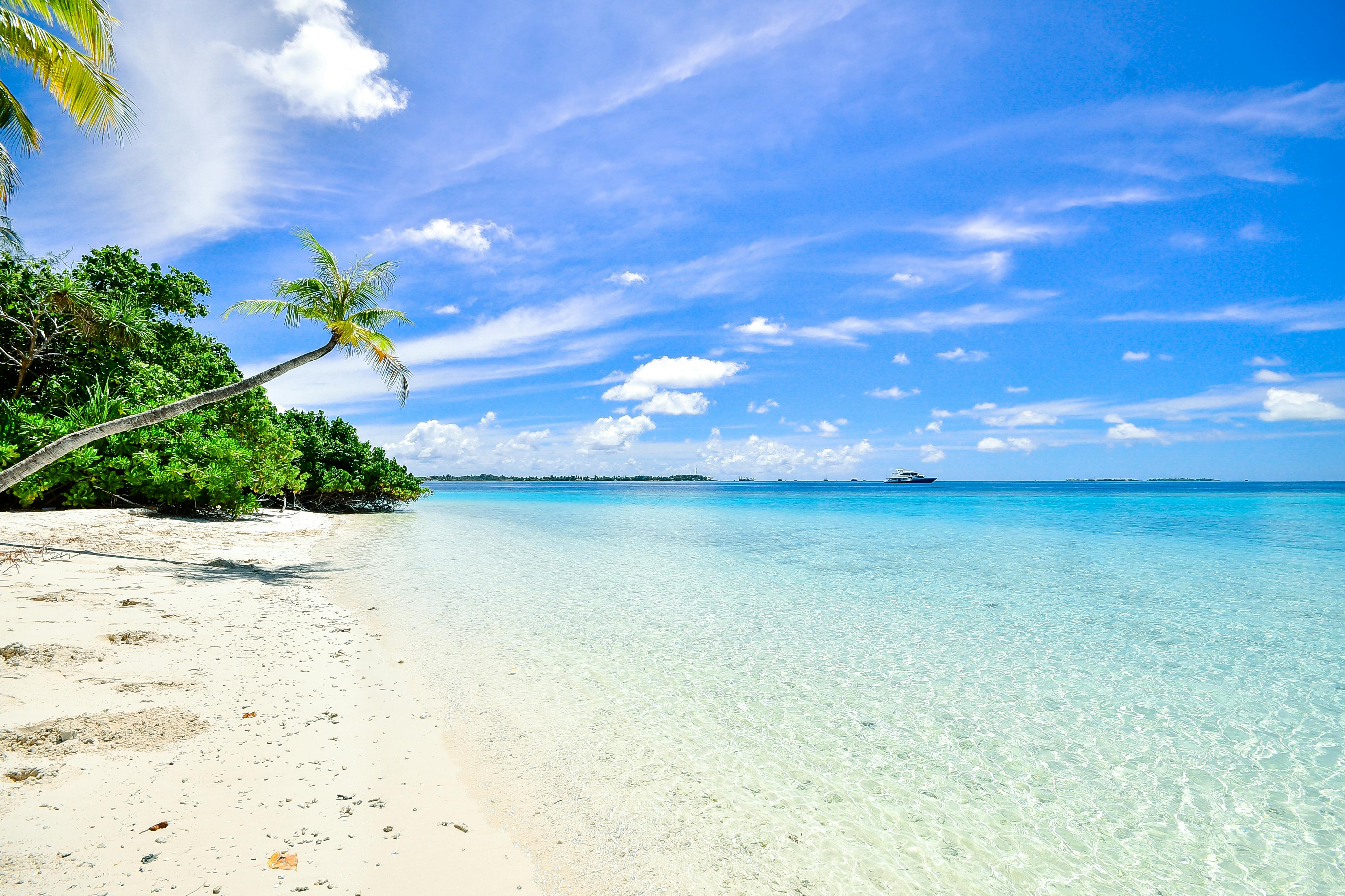 Trees on the shoreline