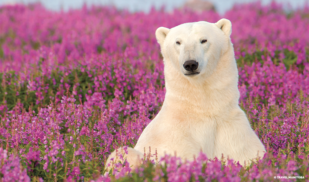 Polar Bear