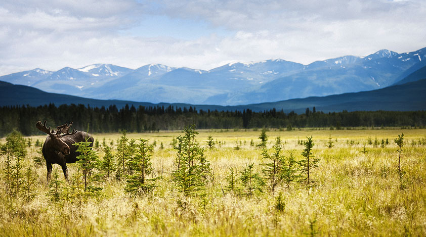 Wildlife viewing in Yukon, Canada