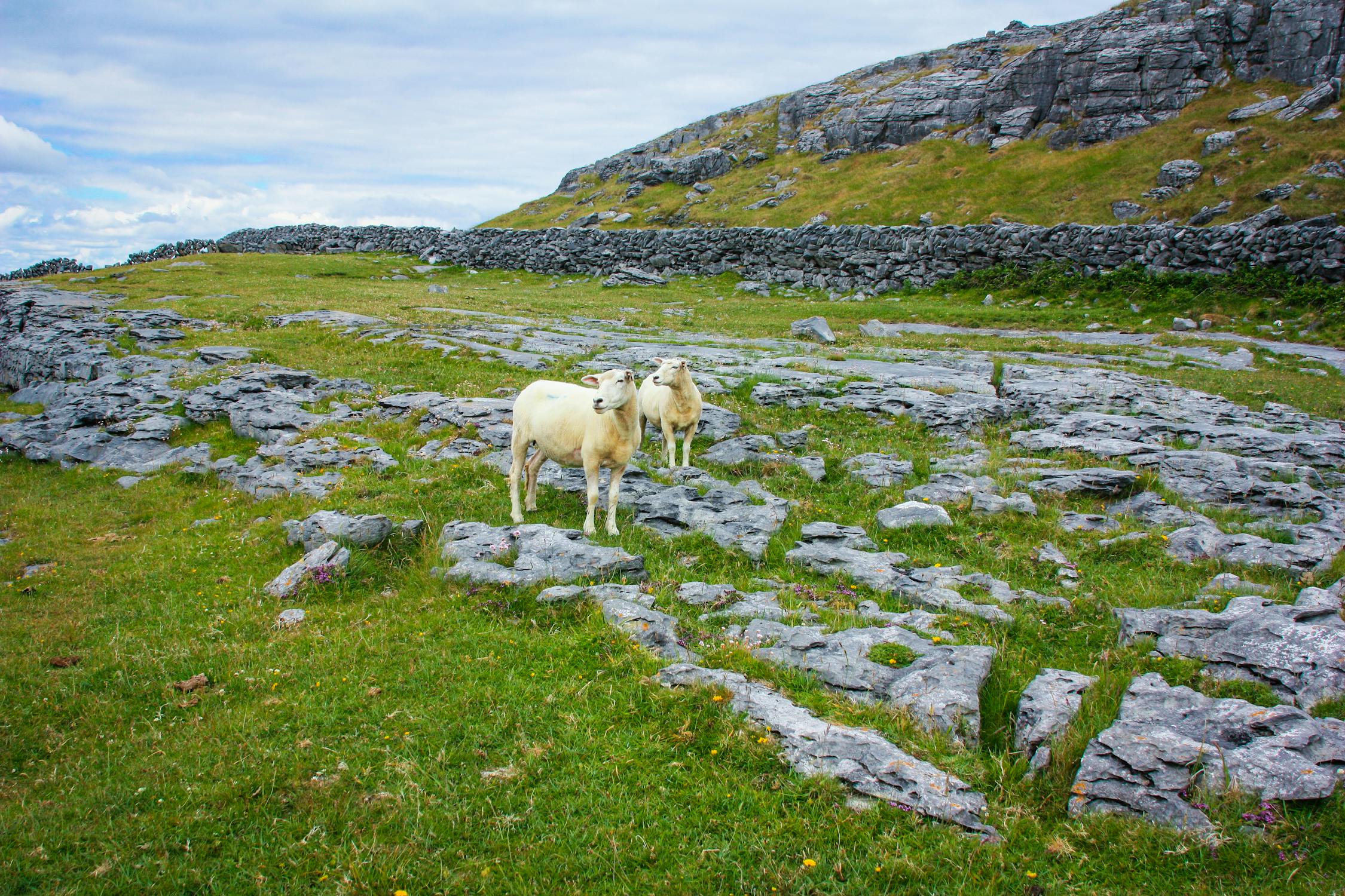 Sheep grazing on Irish landscape