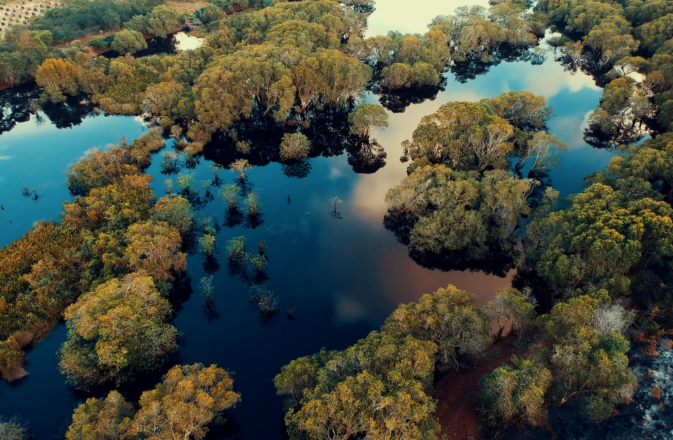 Aerial view of trees surrounded by a body of water