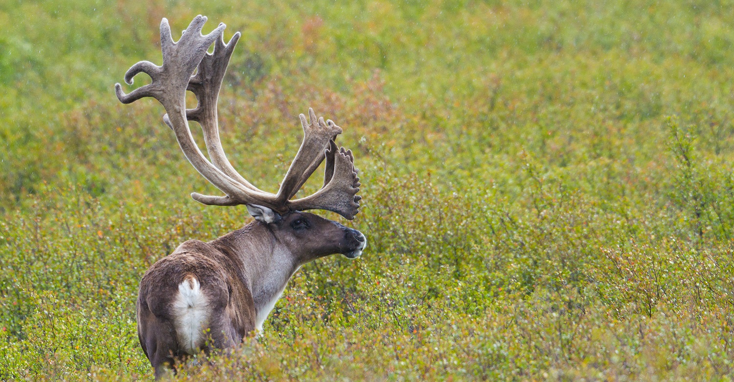Caribou | Credit: State of Alaska | Michael DeYoung