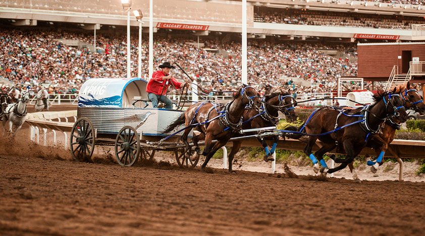 Experience the Calgary Stampede!