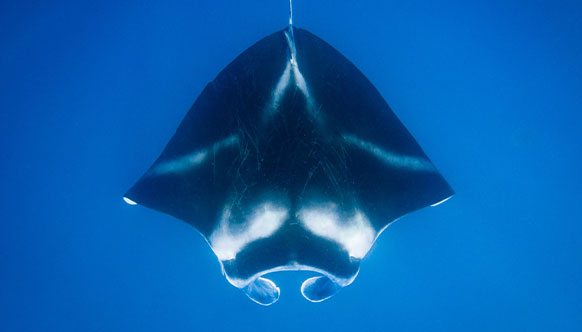Manta Ray Dance