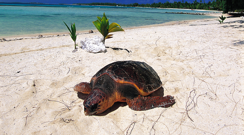 A turtle on the sandy beach of Tikehau