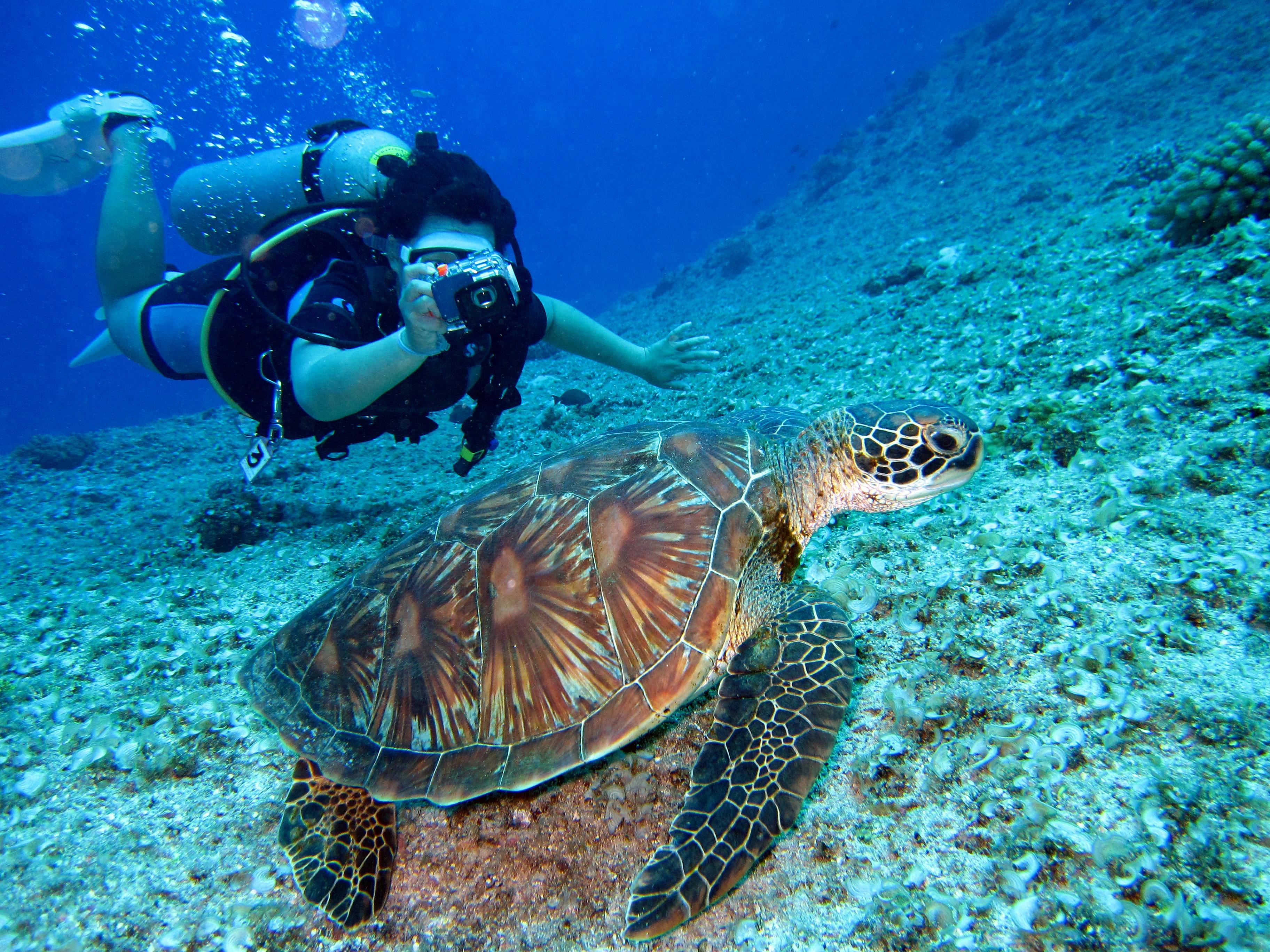 a person takes a photo of a tortoise underwater