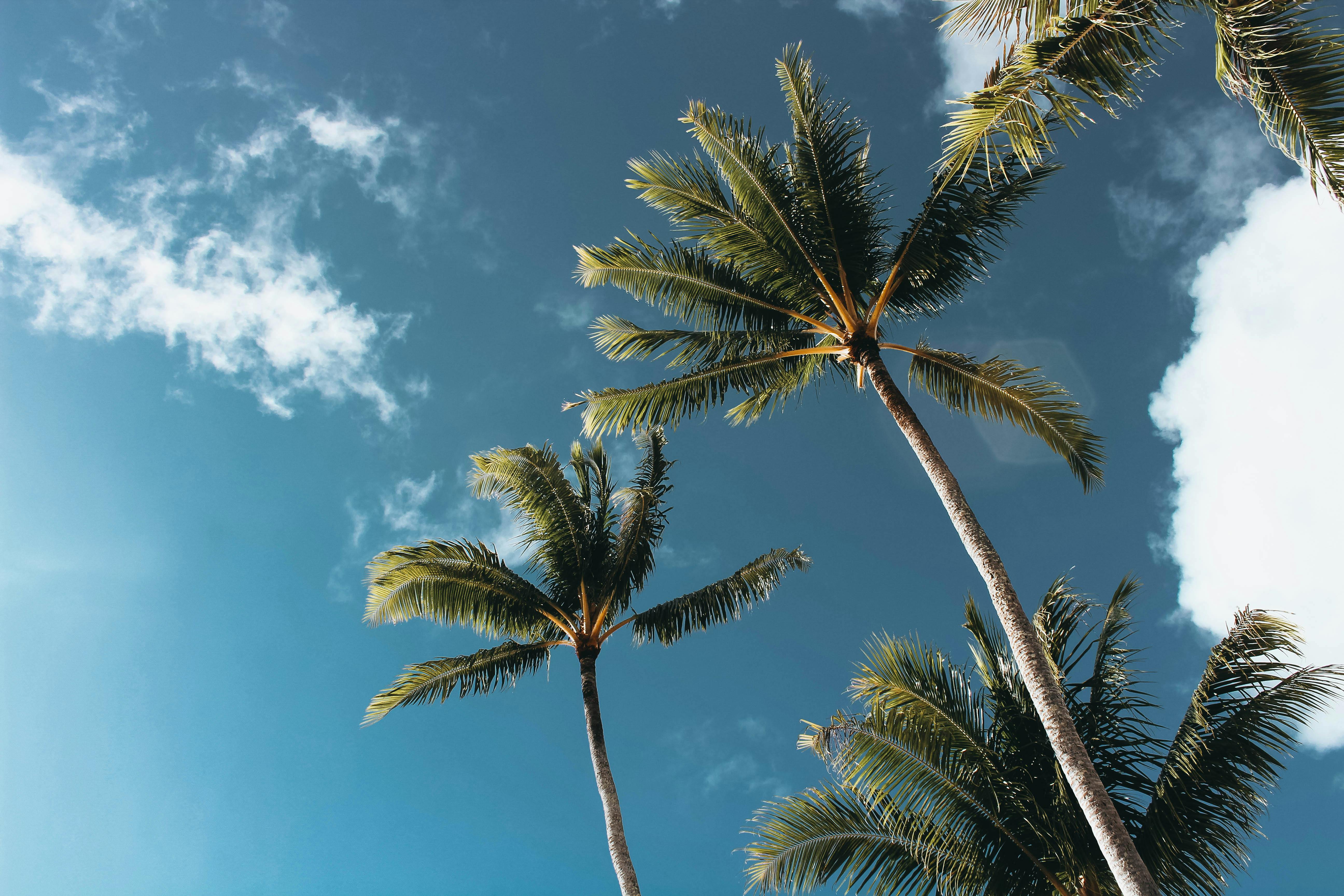 Palm trees in French Polynesia
