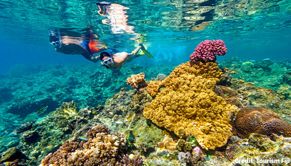 Coral Forests 