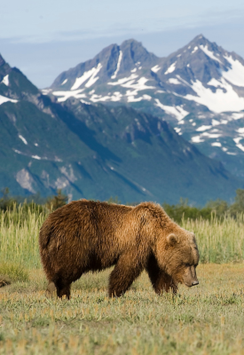 Incredible wildlife 