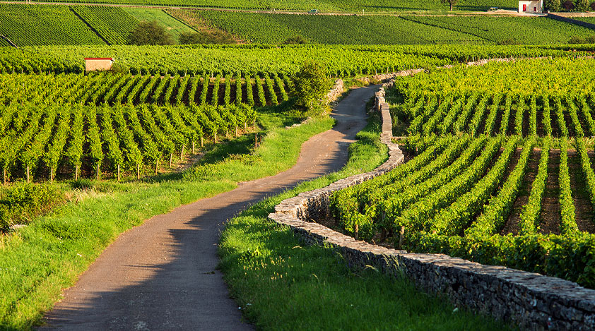 The lush vineyards of Burgundy