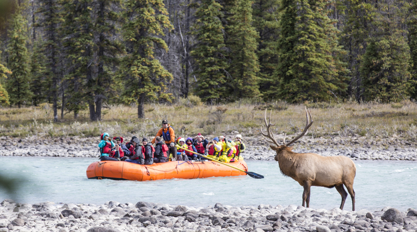 Elk encounter in the heart of the Canadian Rockies
