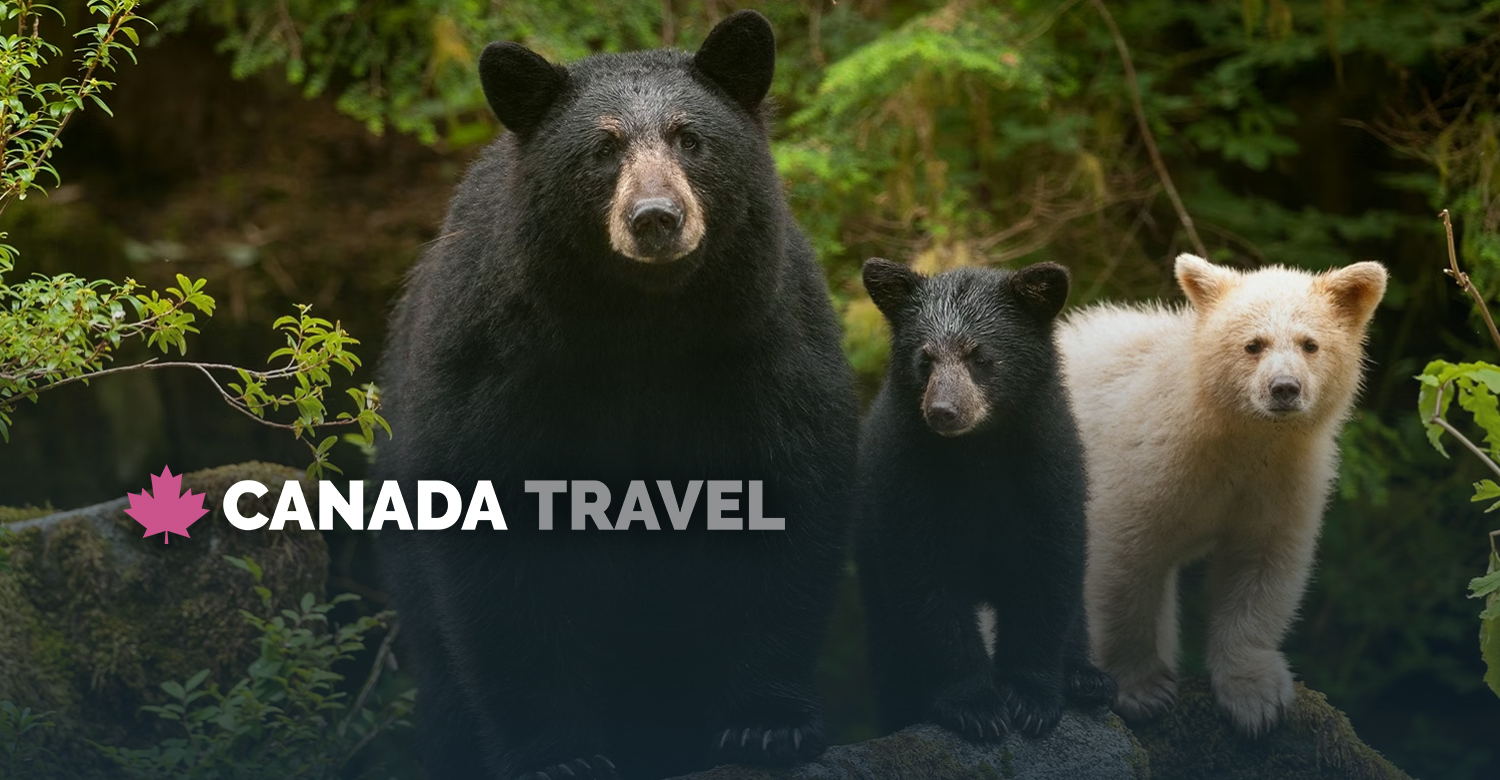 Black Bear & Spirit Bear in the Great Bear Rainforest | Credit: Ian McAllister / Pacific Wild