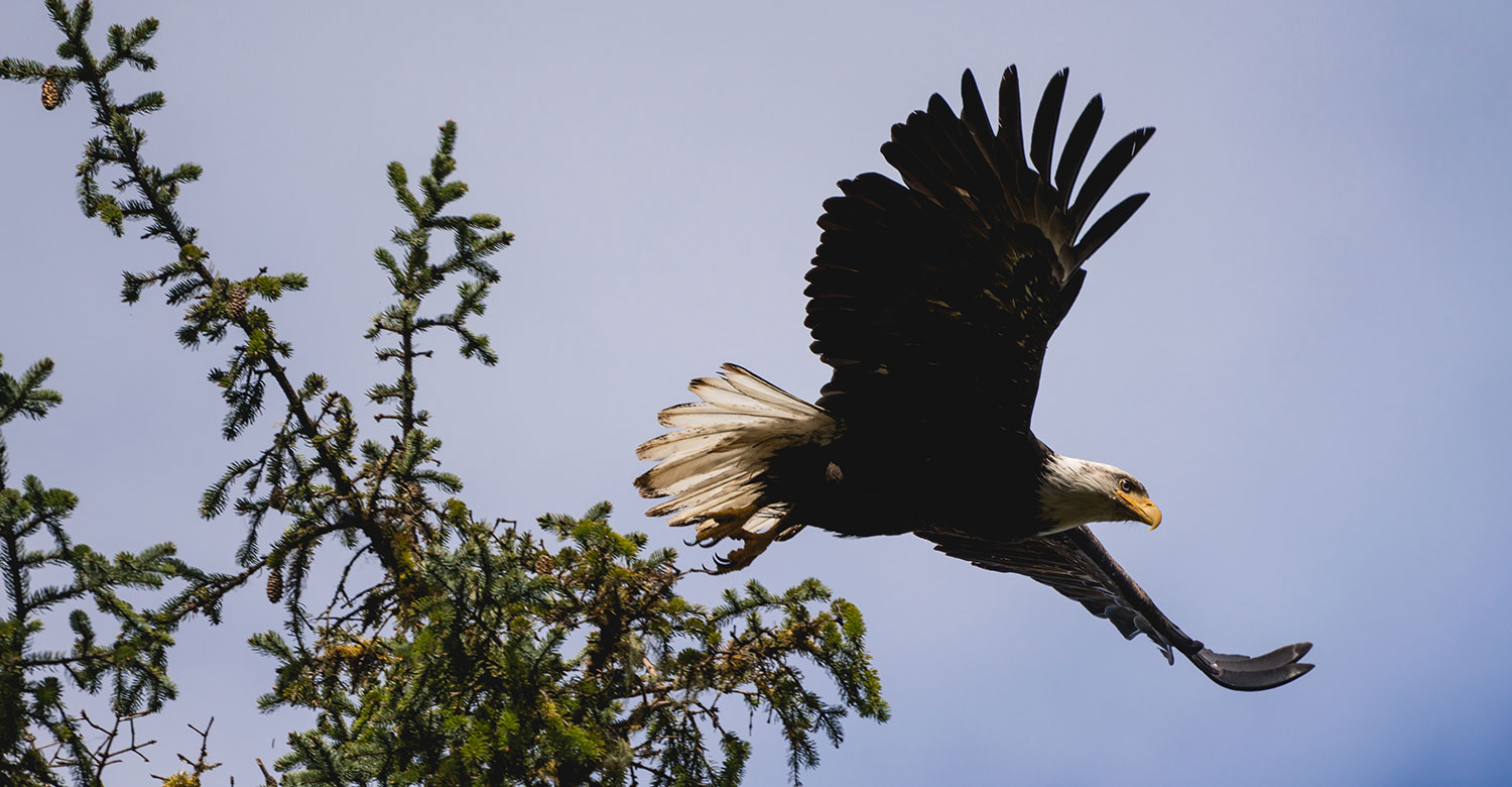 Bald Eagle | Credit: UnCruise