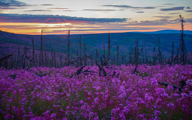 Fairbanks & Interior Region