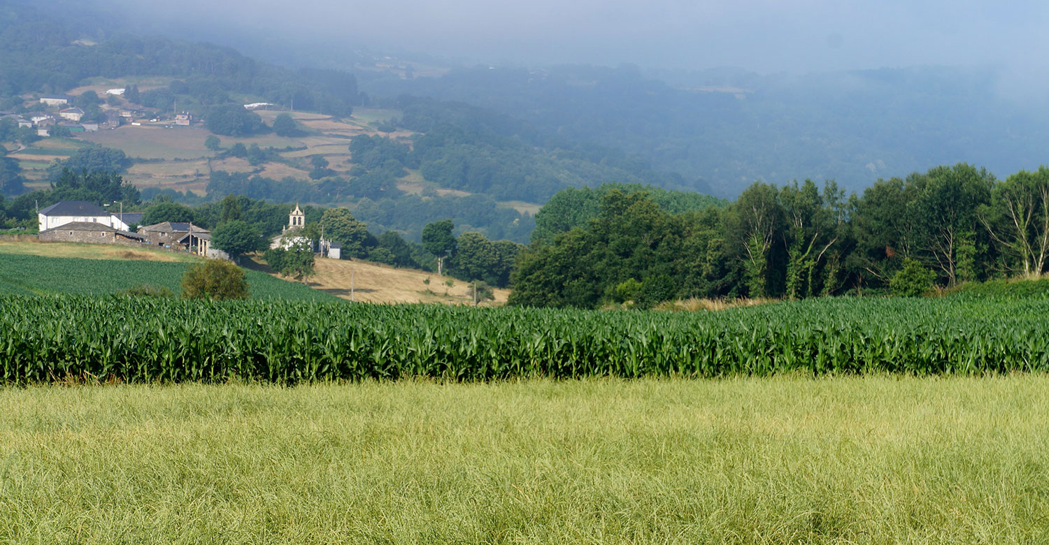 Camino fields Galicia