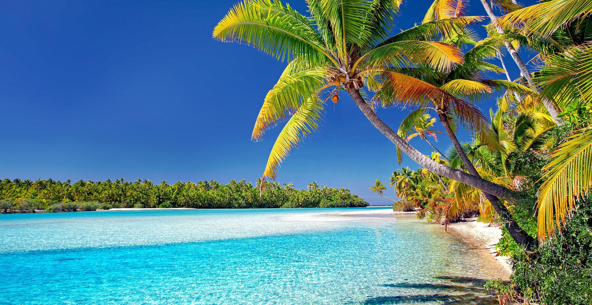 palm trees and a turquoise blue sea on a beach