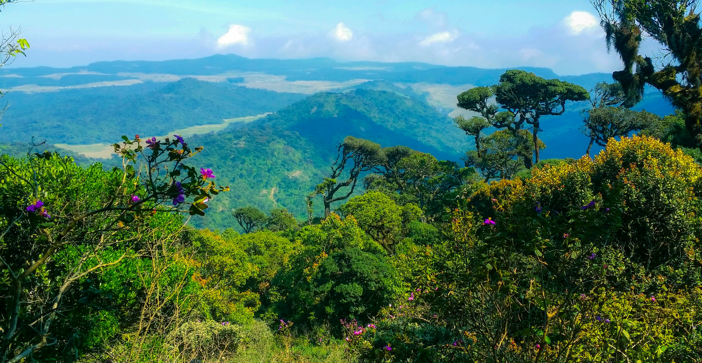 A canopy of tees and plants overlooking a mountain range