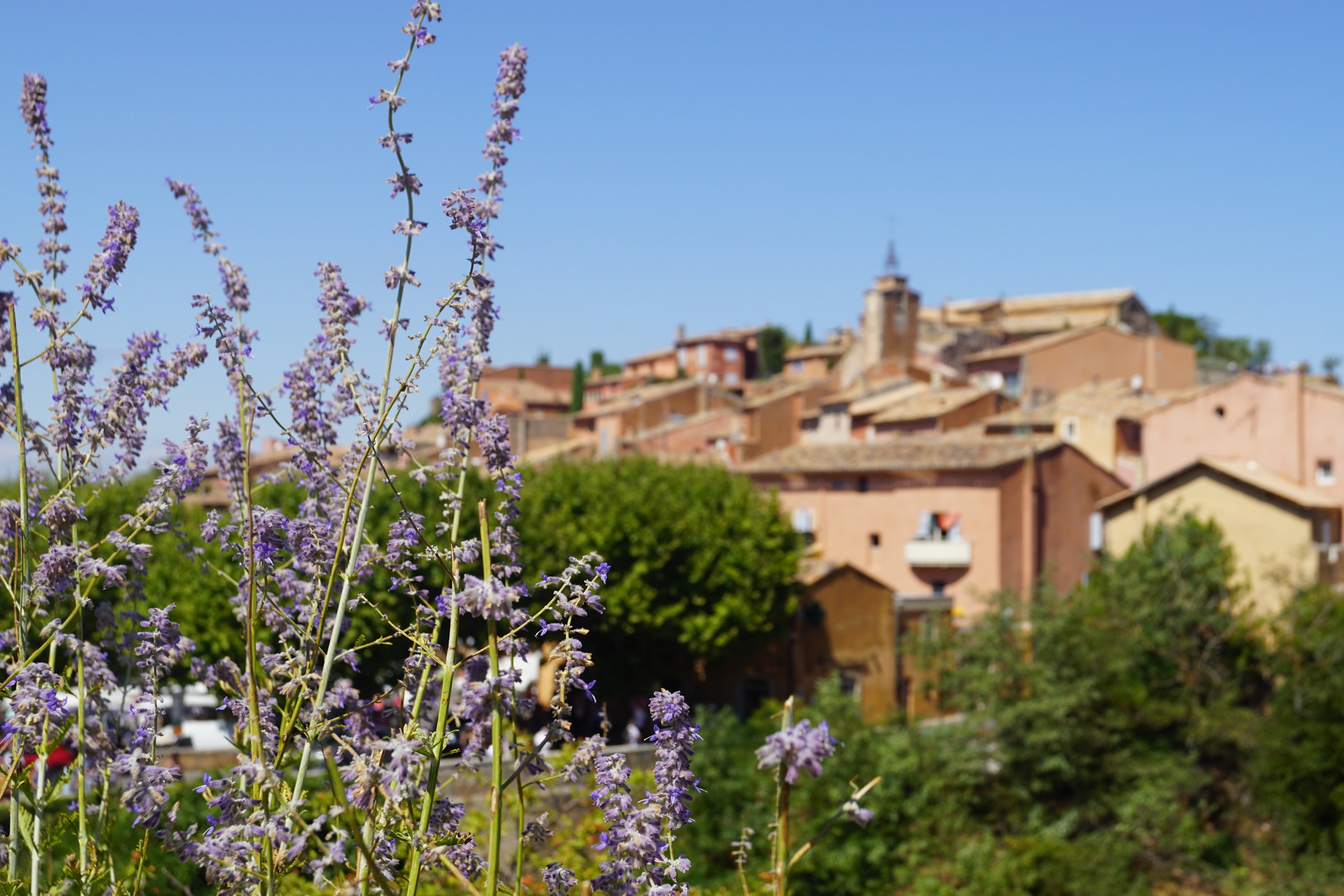 White and purple flowers near concrete buildings in Roussillon