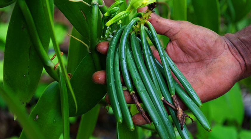 Experience a food festival in New Caledonia