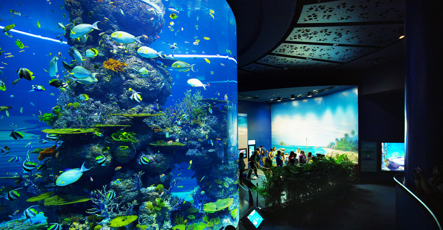 S.E.A. Aquarium | Credit: Singapore Tourism Board