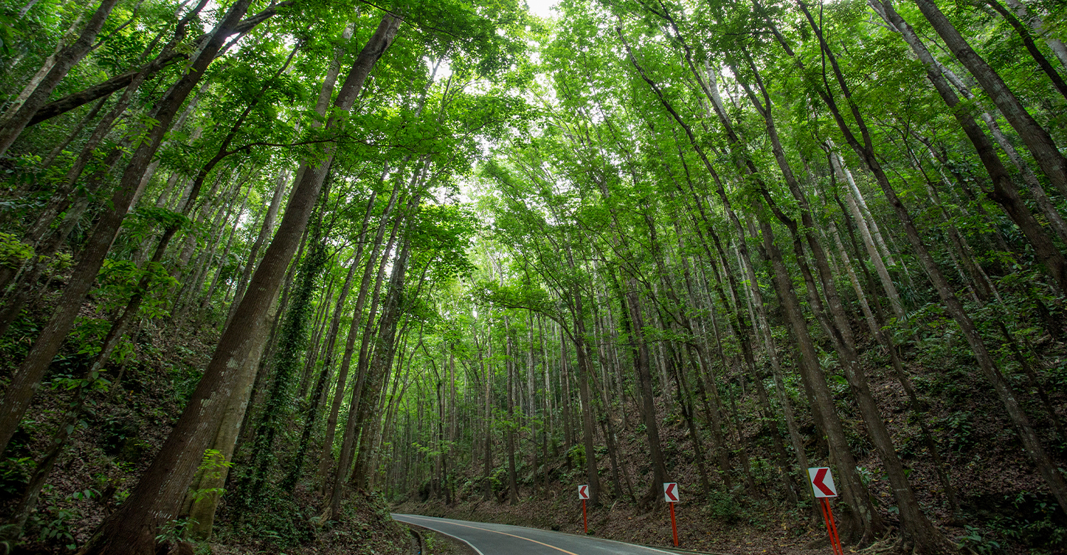 Bilar's Man Made Forest, Bohol