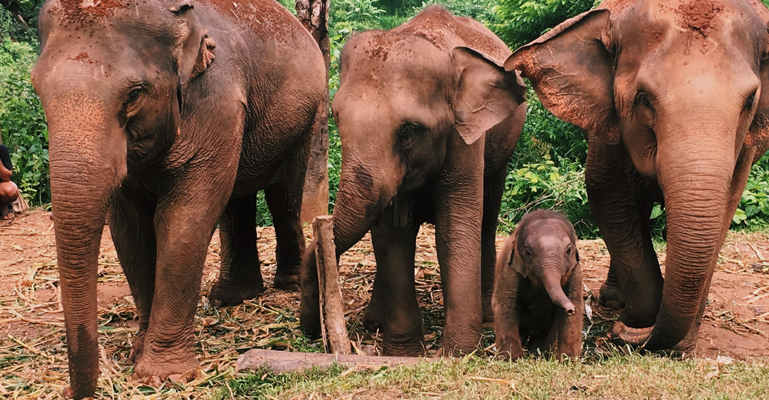 Chiang Mai Park