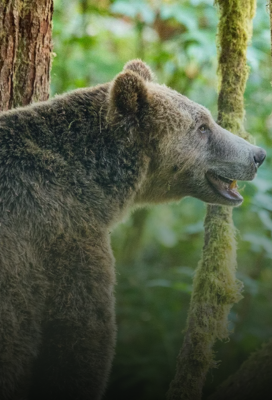 Canada’s Wildlife