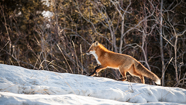 Wildlife