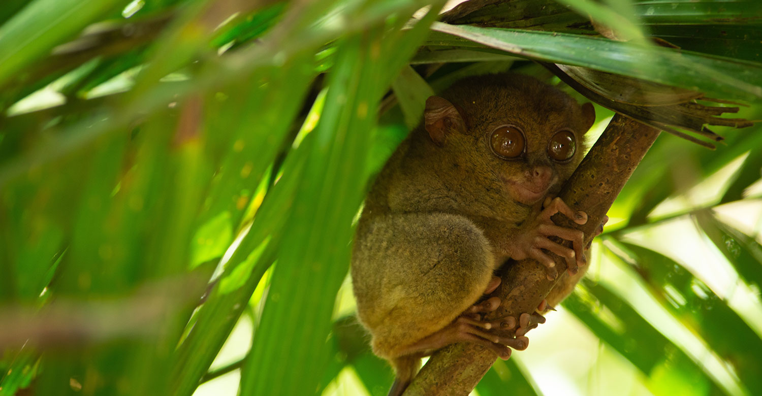 Tarsier, Bohol