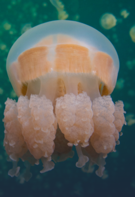 World-famous jellyfish lake experience