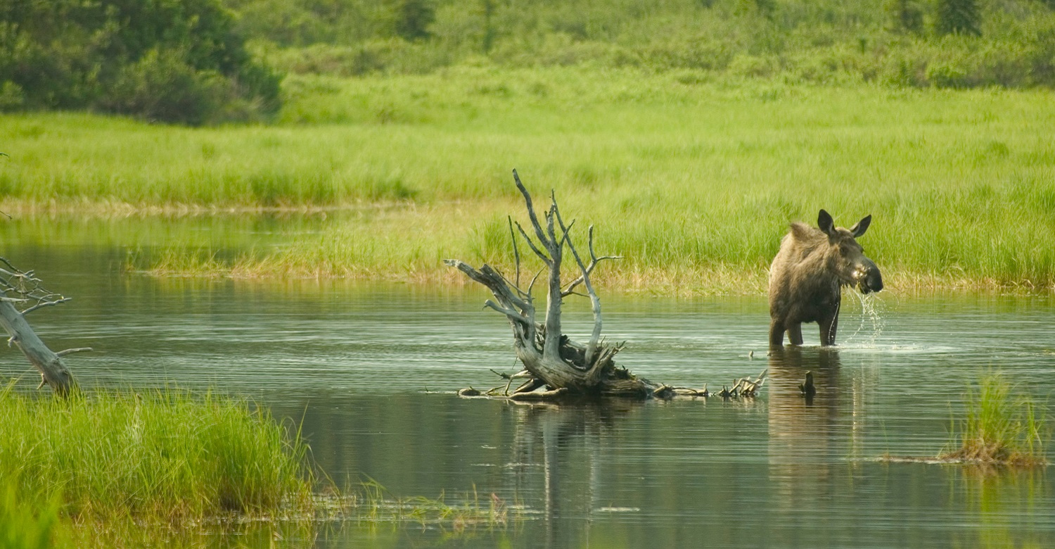 Denali | Credit: Travel Alaska / Matt Hage