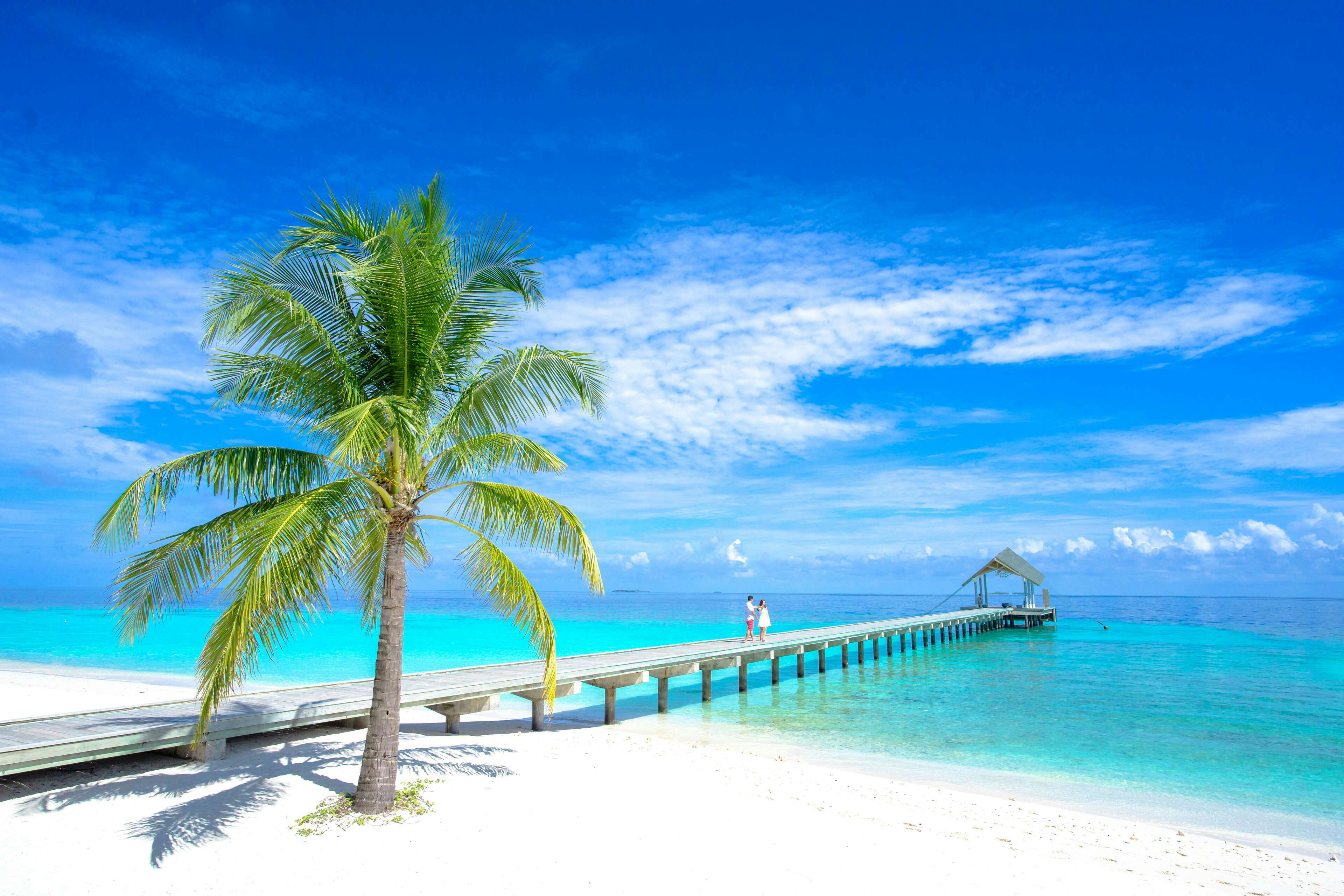 a palm tree next to a boardwalk on the sea