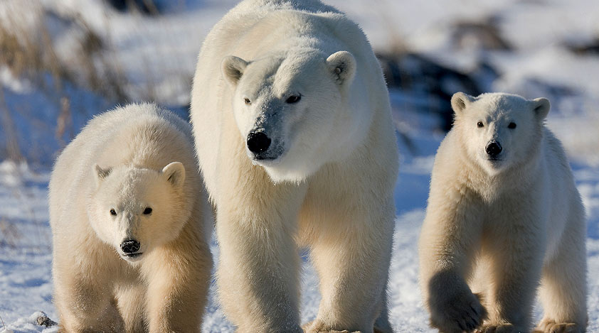 See the incredible wildlife in Canada