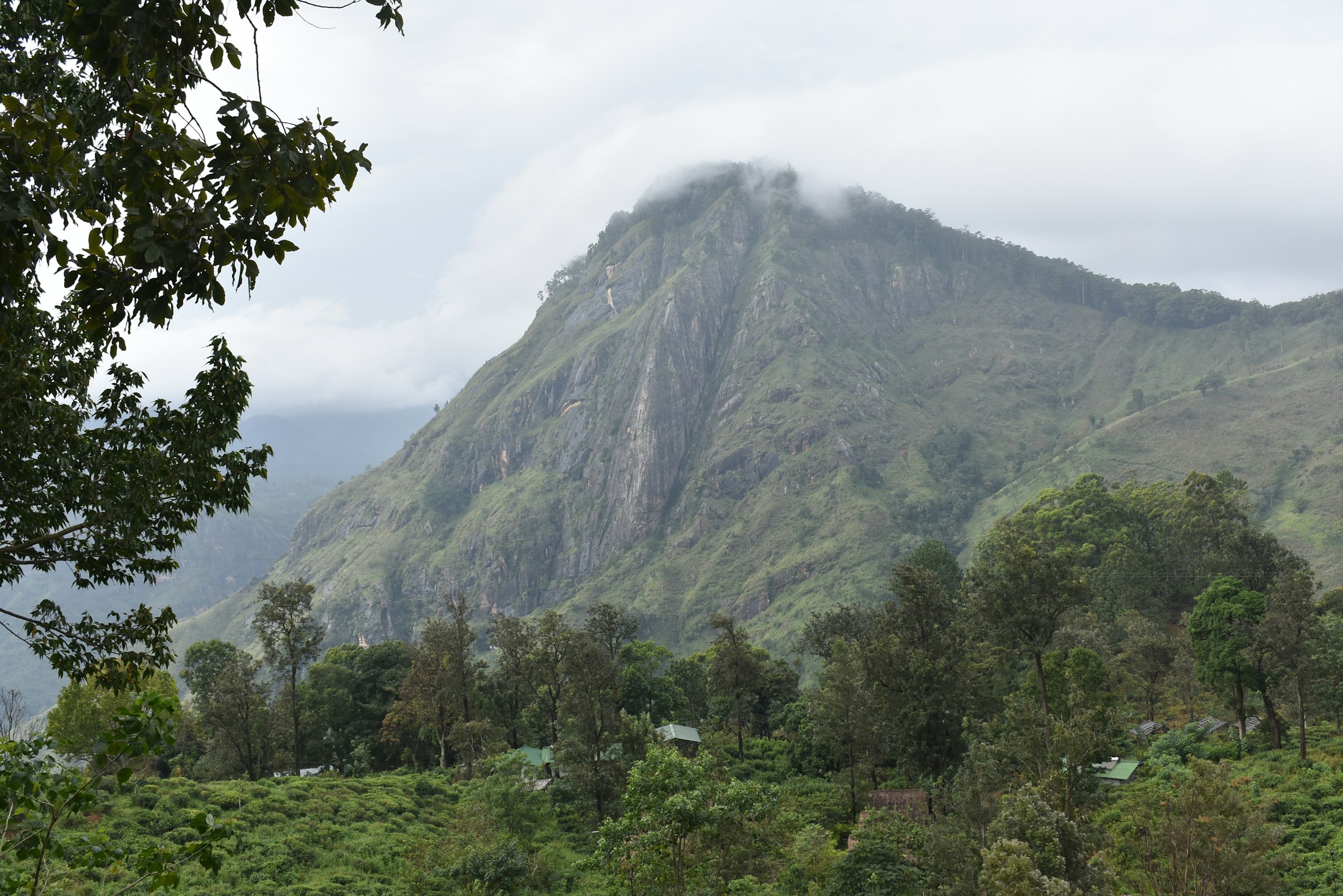 A misty mountain peak surrounded by lush trees and bushes