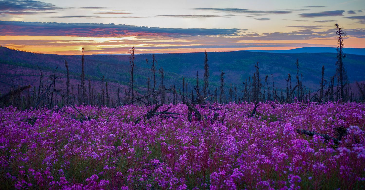 Fairbanks Fireweed | Credit: Travel Alaska