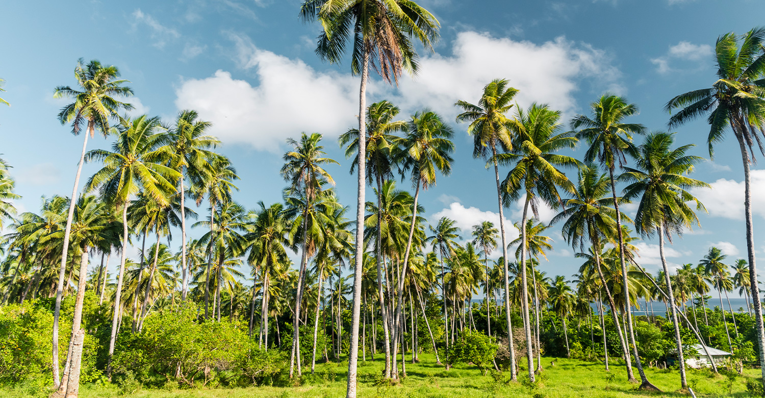 Coconut Palm Trees in Samoa