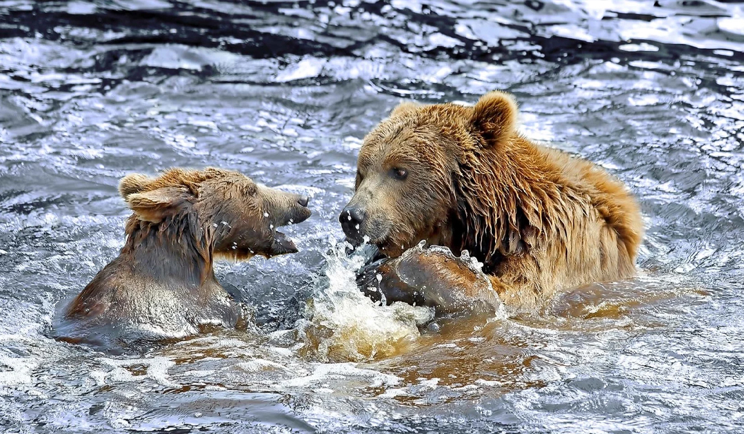 Wildlife in Alaska