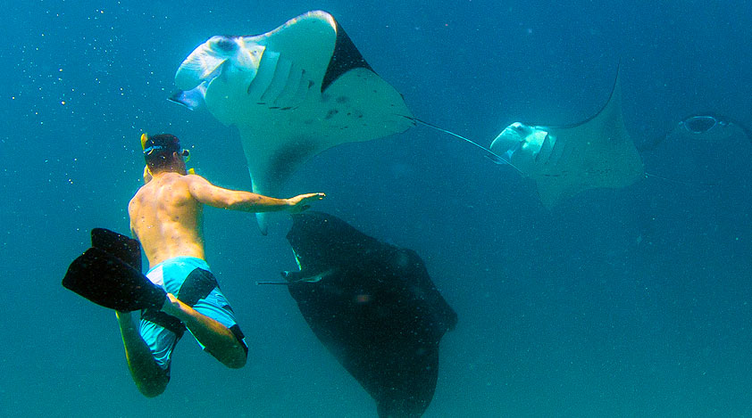 Swim along with giant manta rays in Maldives